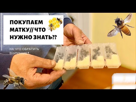Видео: ПОКУПАЕМ МАТКУ/// ЧТО НУЖНО ЗНАТЬ ПРИ ПОКУПКЕ МАТКИ?