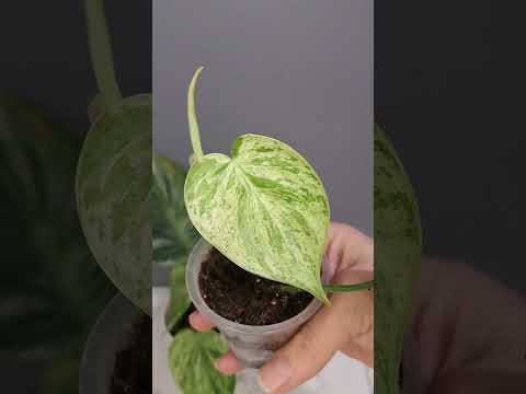 Видео: Продажа растений 8 912 524 62 15 Ватсап, телеграмм