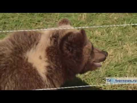 Видео: На аэродроме в Тверской области приютили осиротевшего медвежонка