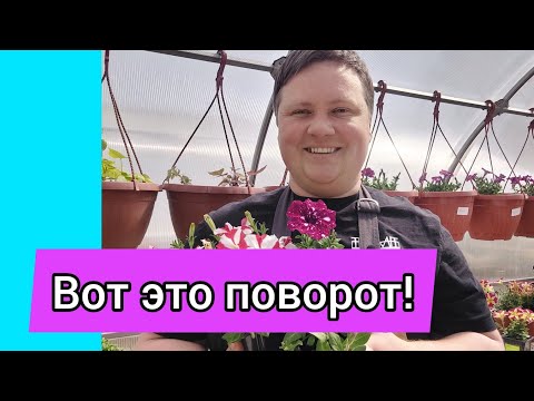 Видео: КОНКУРЕНТЫ В ШОКЕ! Клиенты в восторге!#борисборисов #петуния