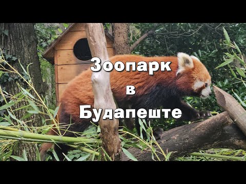 Видео: Зоопарк в Будапеште.