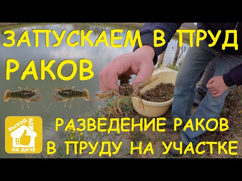 Видео: Запускаем раков в пруд возле дома   Разведение раков в водоеме на участке   Речной рак в пруду 4K