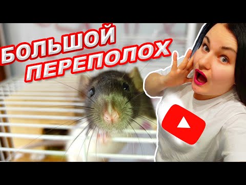 Видео: МОЁ УТРО СО ВСЕМИ ПИТОМЦАМИ | ХОМЯК КРЫСА | БОЛЬШОЙ ПЕРЕПОЛОХ | ГРЫЗУНЯШКИ