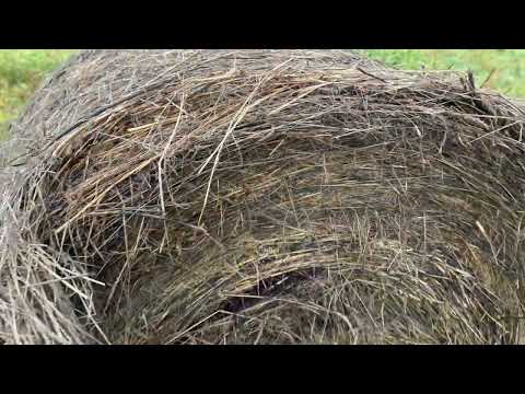 Видео: Уборка сена на мтз-82