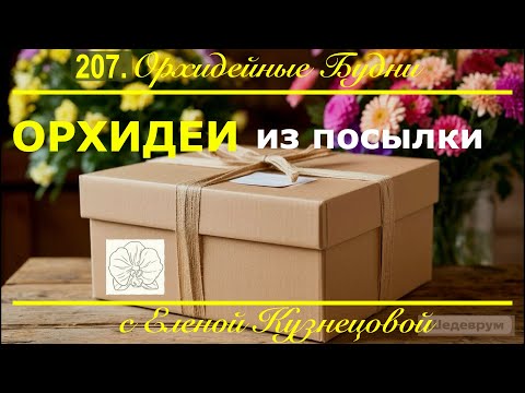Видео: Искушение ОРХОМАНА! ТРИ орхидеи КИТАЯНОЧКИ под закат сезона