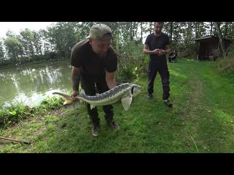 Видео: В ЭТОМ ОЗЕРЕ ЖИВУТ МОНСТРЫ / Рыбалка на платнике в Голландии