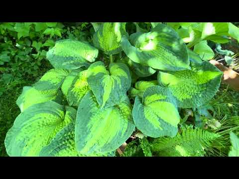 Видео: Утренние хосты: Afterglow, Brother Stefan, Coast to Coast, Rock and Roll