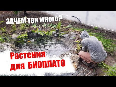 Видео: Садим растения в биоплато пруда. Как правильно?
