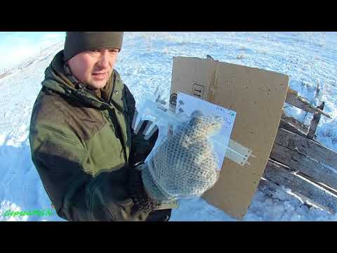 Видео: Отстрел пороха Vectan А1- часть 2. Навеска 1,7/35!!(Мр-155, поличок).