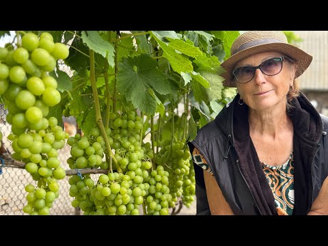 Видео: #25/7 Беларусь. В гостях на винограднике семьи Слепчуков. Часть  первая