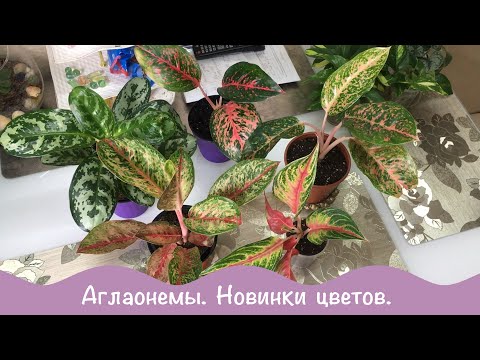 Видео: Аглаонемы. Новинки в коллекции. Обзор цветов.