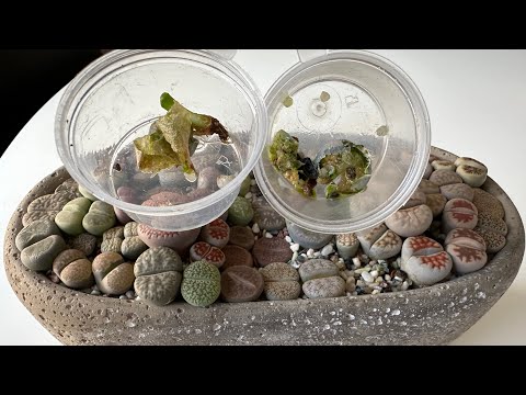 Видео: Литопсы/ Lithops. Линяет, или погибает?