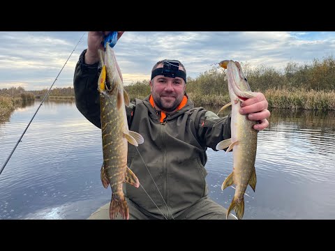 Видео: ЖОР ЩУКИ В ЖОВТНІ!!! Щука на кожній проводці!!! Ловля щуки на поліському озері!