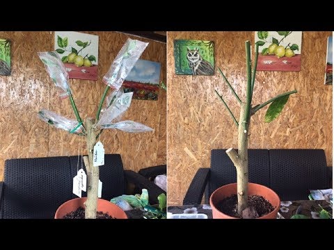 Видео: Дерево сад, привиты разные сорта кумкватов 🍋🍊🌱