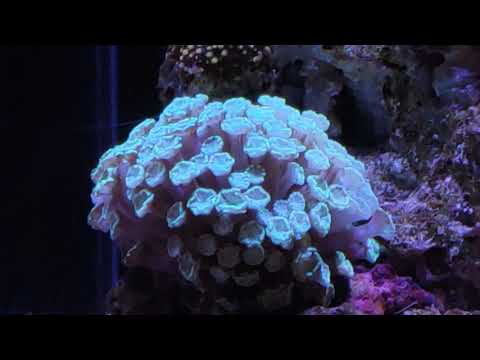 Видео: Морской аквариум . 4 месяца с запуска.