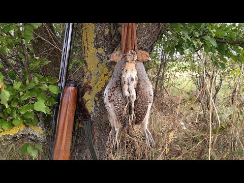 Видео: Лов на Кеклик, Яребица и Пъдпъдък HD