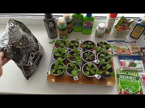 Видео: Рассаду петунии выращиваю без досветки.м-н ДАЧА г.Каменск-Уральский.17.02.2023