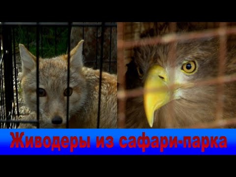 Видео: "Наш Сочи" выпуск 27