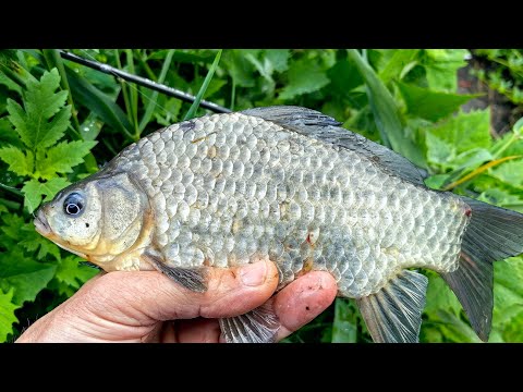 Видео: Мормышинг. Всё таки я его поймал.