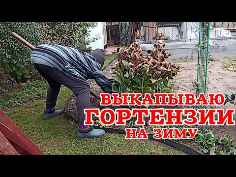 Видео: Уже нет сил: пересаживаю гортензию и терплю соседей-пироманов 🔥💐