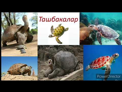 Видео: Биология. Сойлоп журучулордун коп турдуулугу, келип чыгышы