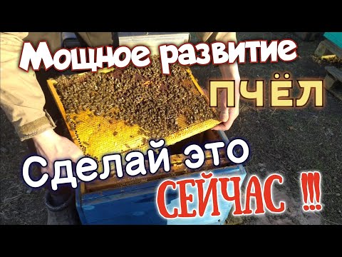 Видео: ЭТО НУЖНО сделать СЕЙЧАС чтоб было БЫСТРОЕ РАЗВИТИЕ СЕМЕЙ/ белковая подкормка