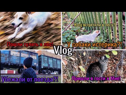 Видео: VLOG. КОГО ВСТРЕТИЛИ В ЛЕСУ?! МИЯ?