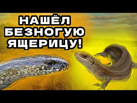 Видео: НАШЁЛ ЯЩЕРИЦУ БЕЗ ЛАП!!! ПОЙМАЛ В ЛЕСУ ВЕРЕТЕНИЦУ! #животные ,#природа