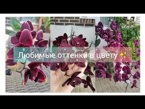 Видео: Любимые оттенки. Black Jack, Каменная роза, PF-5019, PF-5004, Vesuvius, Помпеи,  Скрабл бабочка.