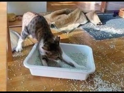 Видео: 😺 Коты против порядка! 🐈 Видео смешных кошек и котят для хорошего настроения! 😻