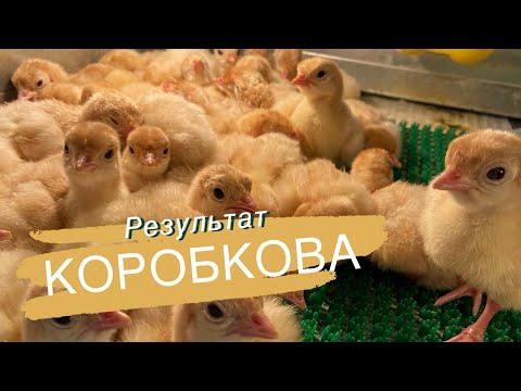 Видео: Как справился инкубатор Коробкова с индейкой и бройлером ❗️