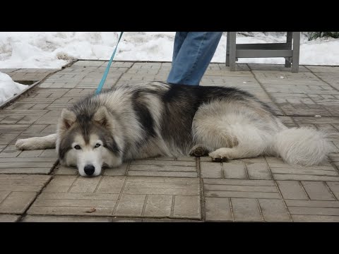 Видео: ДТ-239. Хаски на позитивном подкреплении -  работа по желанию