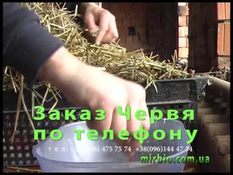 Видео: Калифорнийский червь от 13кг на 1 кв метре  Vermicomposting  , Many worms 1000000 $$$ on worms
