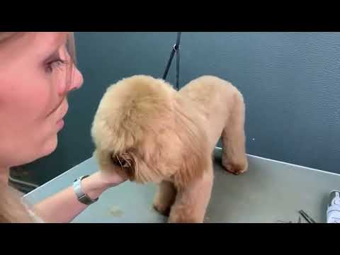 Видео: Как сделать идеальную круглую шапочку мальтипу?🤔