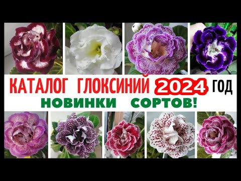 Видео: КАТАЛОГ 🌺 ГЛОКСИНИЙ 🌺  2024 год