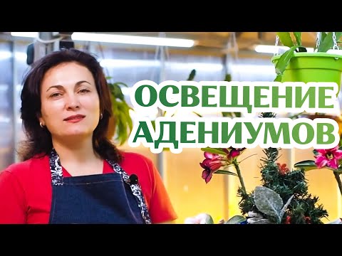 Видео: Освещение и Уход За Адениумами Зимой? Все Очень Просто!