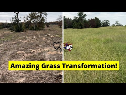 Видео: Удивительное преображение травы! | Регенеративное ранчо