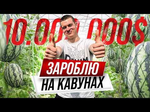 Видео: Як заробити на кавуні під крапельним рошенням у 2024 році