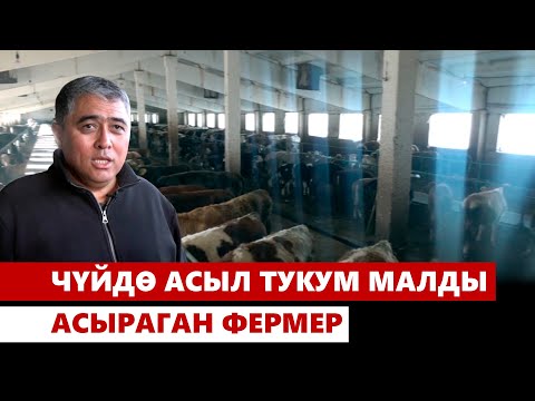 Видео: Чүйдө асыл тукум малды асыраган фермер