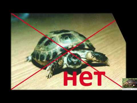 Видео: Ошибки при содержании черепахи  Почему нельзя держать черепах на полу