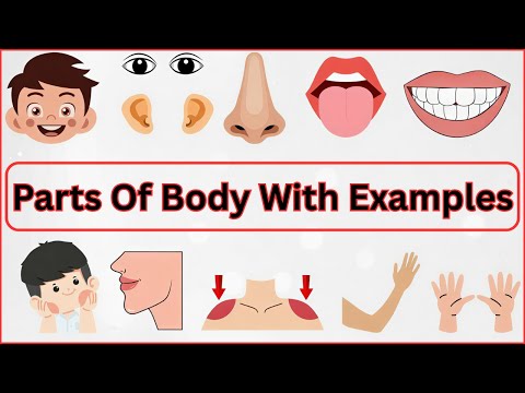Видео: Части тела | Изучаем части тела и органы чувств | Части тела для детей LKG #partsofbody