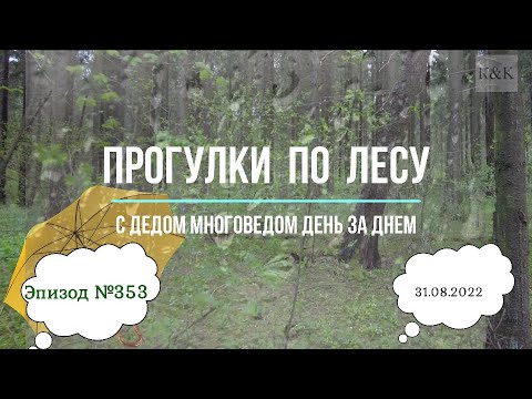 Видео: Прогулки по лесу. День за днем с дедом Многоведом. 31 августа 2022г. Эпизод 353.