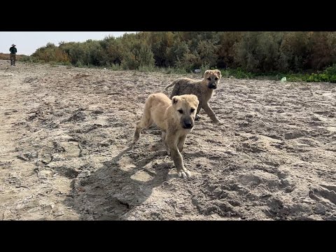 Видео: Золотая осень и рыбацкое счастье | Арнасай