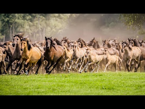 Видео: Почему дикие животные объединяются в стаи и группы? | Все как у людей