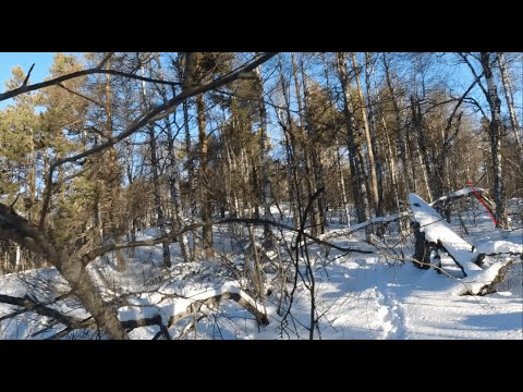 Видео: Охота на зайца 25.11.2024 #hunter #hunting #собака #nature #животные #mountains #охота #dogs #dog