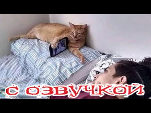 Видео: Приколы с котами! С ОЗВУЧКОЙ! Смешные коты и смешные животные 2023! до слез!