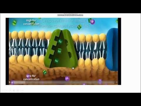 Видео: 9-сынып. Биология пәні. Сходства и различия активного и пассивного транспорта