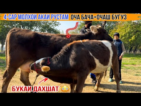 Видео: МОЛХОИ АКАИ РУСТАМ УСПЕТ КУНЕД НАРХХОИ АРЗОН 8 ноября 2025 г.