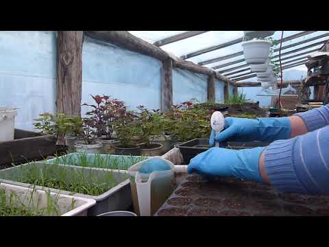 Видео: Пикировка гацании