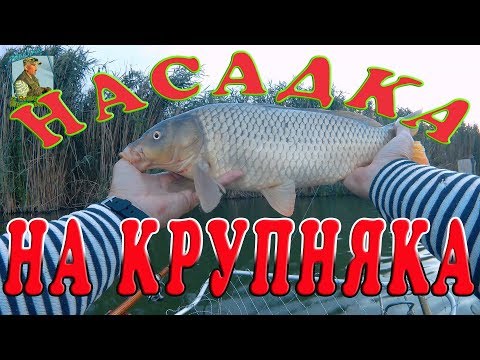 Видео: Самая лучшая насадка и приманка для карпа и белого амура.